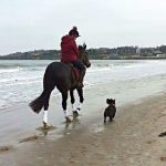 Lady Brave and Wallace on West Sands beach, St Andrews