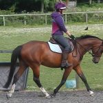 Flatwork with a youngster