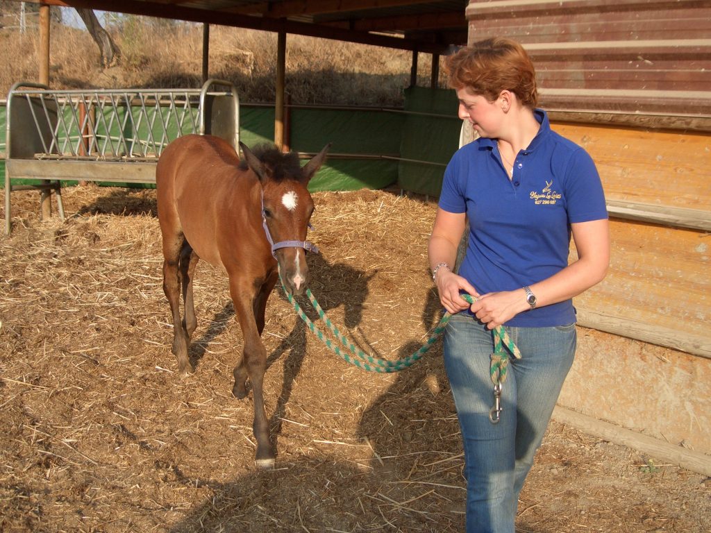 Jo foal handling in Spain