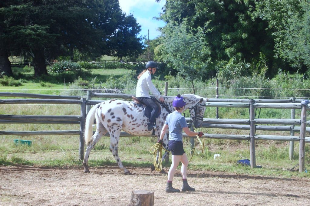 Jo working with a newly backed Knabstrupper in South Africa